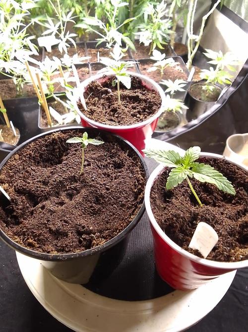 SUNSET SHERBET GO FAST. Week 1