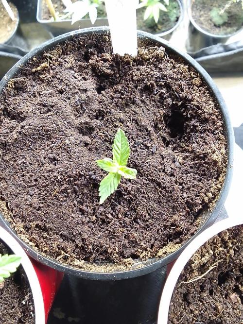 SUNSET SHERBET GO FAST. Week 1