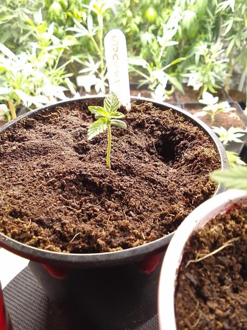 SUNSET SHERBET GO FAST. Week 1