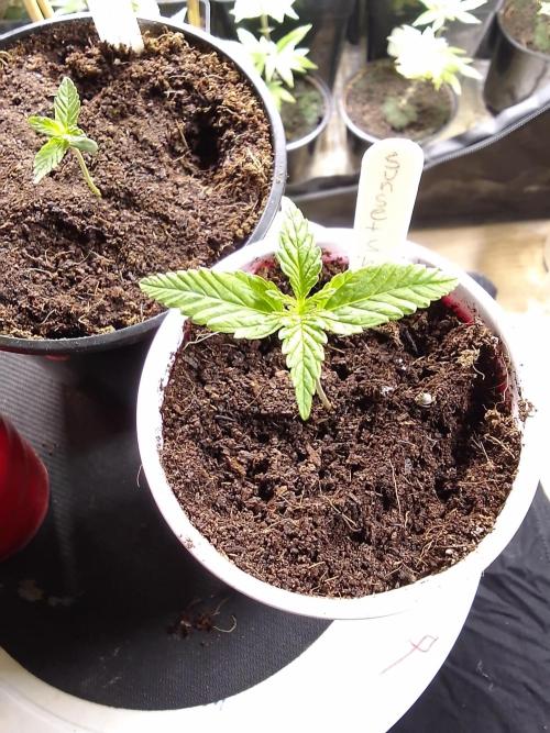 SUNSET SHERBET GO FAST. Week 1