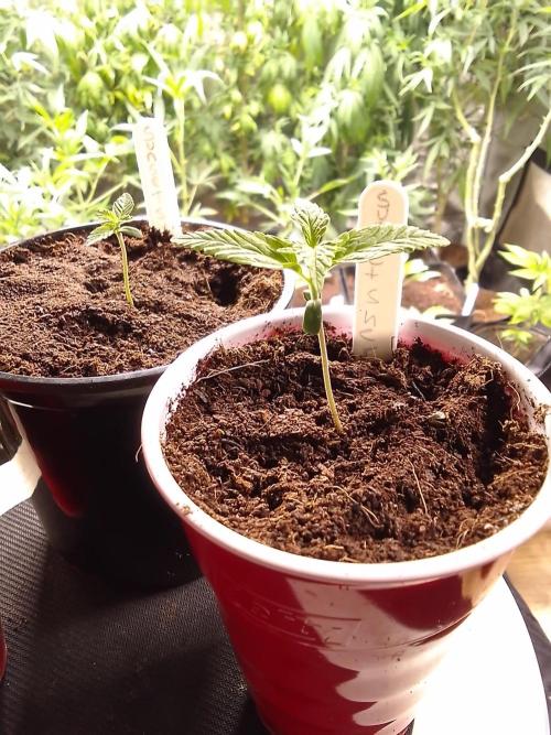 SUNSET SHERBET GO FAST. Week 1