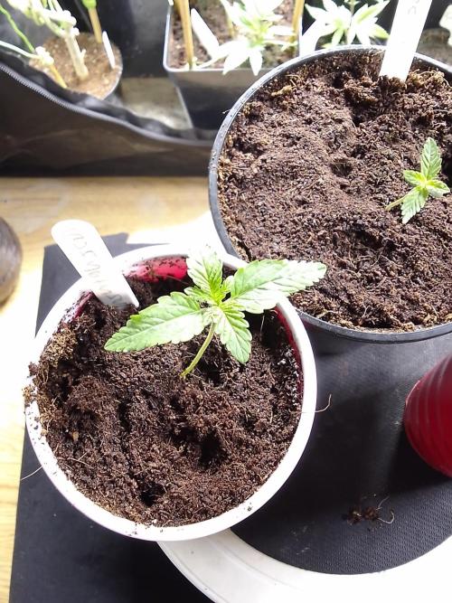 SUNSET SHERBET GO FAST. Week 1