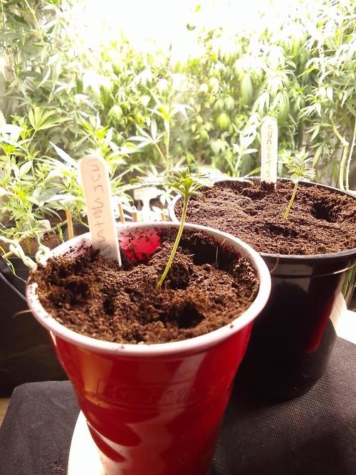 SUNSET SHERBET GO FAST. Week 1