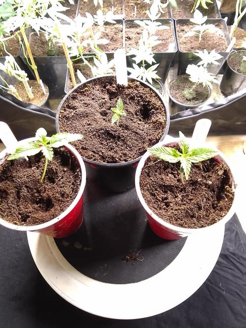 SUNSET SHERBET GO FAST. Week 1