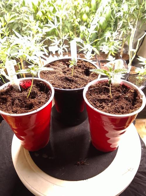 SUNSET SHERBET GO FAST. Week 1