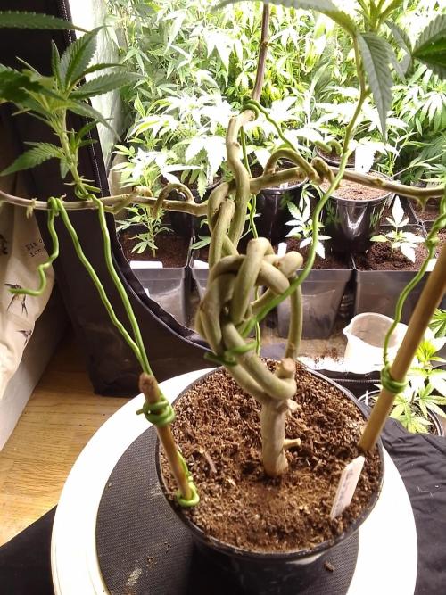 Celtic Bluecookies. Week 9