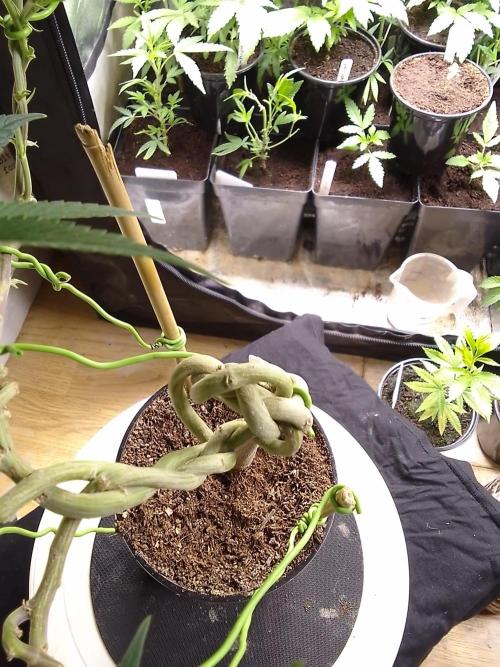 Celtic Bluecookies. Week 9