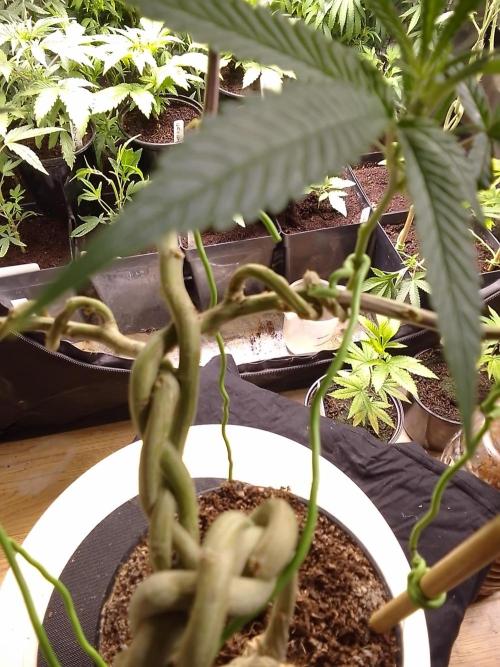 Celtic Bluecookies. Week 9