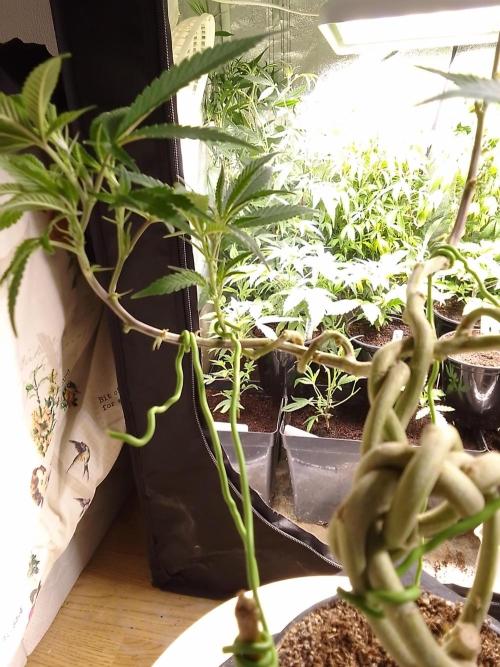 Celtic Bluecookies. Week 9