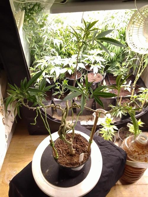 Celtic Bluecookies. Week 9