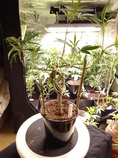 Celtic Bluecookies. Week 9