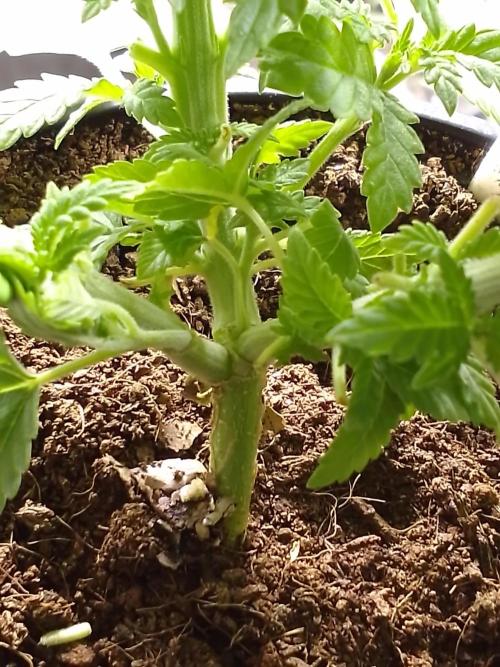 AMNESIA HAZE GO FAST kannabia seed's. Week 5