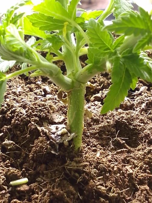 AMNESIA HAZE GO FAST kannabia seed's. Week 5