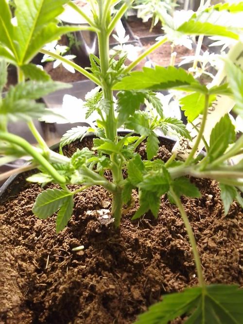 AMNESIA HAZE GO FAST kannabia seed's. Week 5