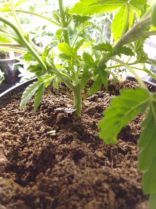 AMNESIA HAZE GO FAST kannabia seed's. Week 5