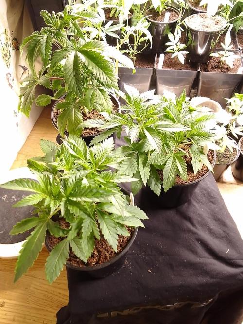 AMNESIA HAZE GO FAST kannabia seed's. Week 5