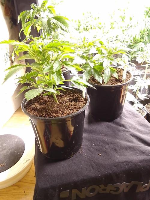 AMNESIA HAZE GO FAST kannabia seed's. Week 5