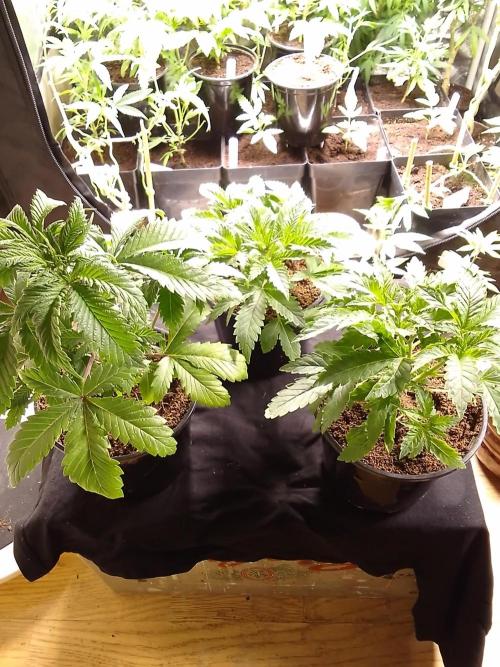 AMNESIA HAZE GO FAST kannabia seed's. Week 5