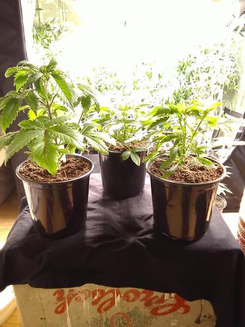 AMNESIA HAZE GO FAST kannabia seed's. Week 5