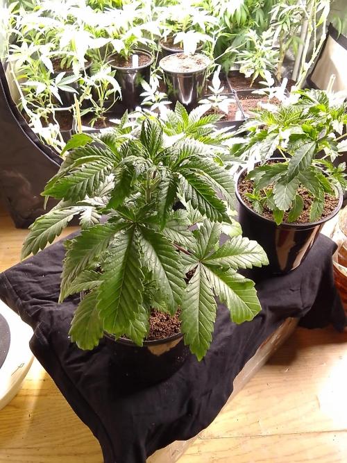AMNESIA HAZE GO FAST kannabia seed's. Week 5