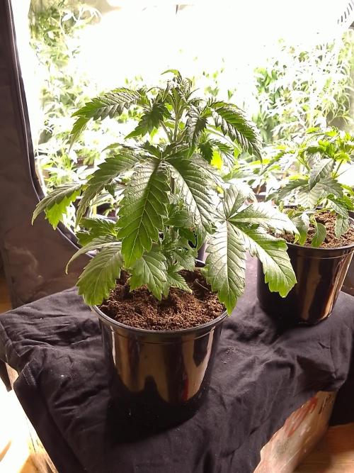 AMNESIA HAZE GO FAST kannabia seed's. Week 5