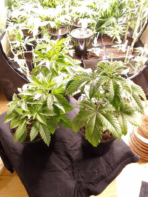 AMNESIA HAZE GO FAST kannabia seed's. Week 5