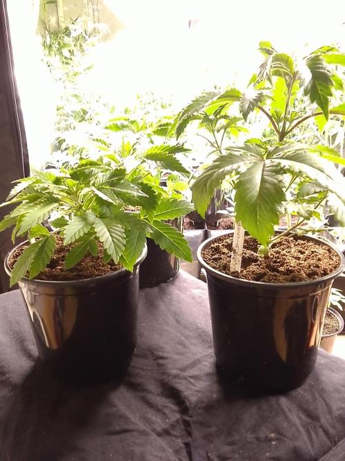 AMNESIA HAZE GO FAST kannabia seed's. Week 5