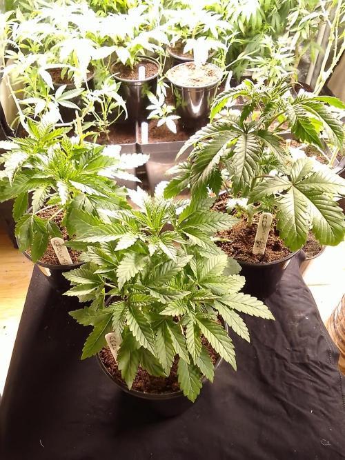 AMNESIA HAZE GO FAST kannabia seed's. Week 5