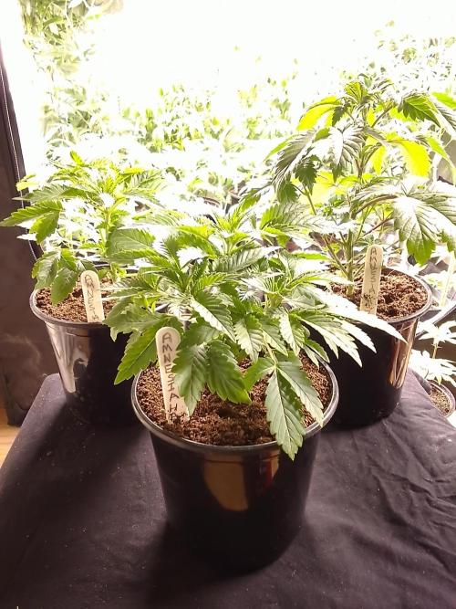 AMNESIA HAZE GO FAST kannabia seed's. Week 5
