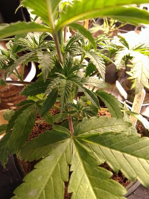 CANDY CREAM GO FAST. Week 3