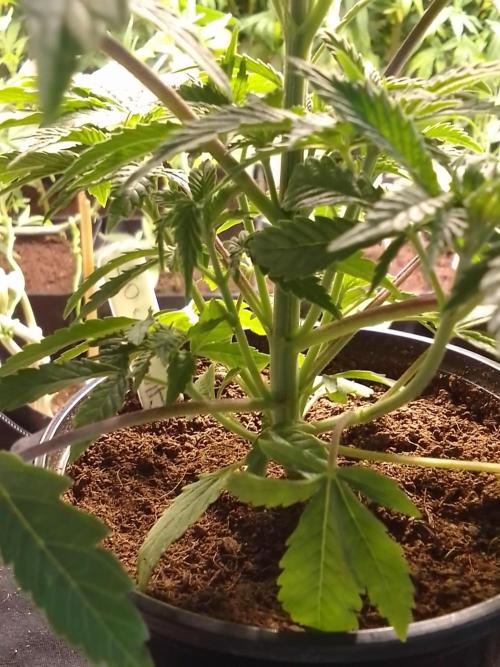 CANDY CREAM GO FAST. Week 3 - Look's like she been fim as bottom shoots are by main head already 