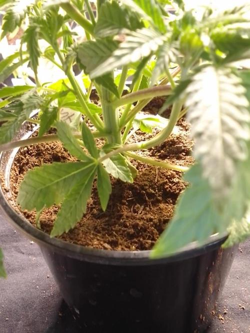 CANDY CREAM GO FAST. Week 3