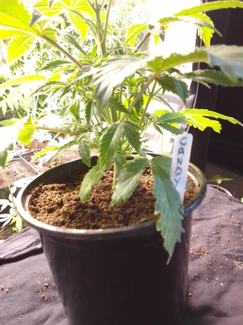 CANDY CREAM GO FAST. Week 3