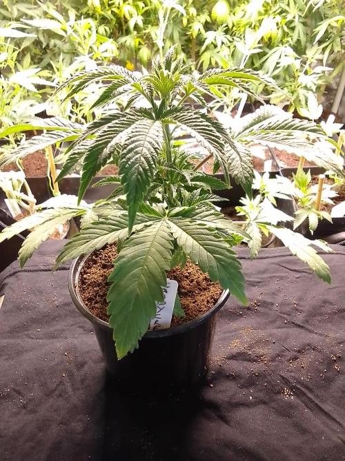 CANDY CREAM GO FAST. Week 3