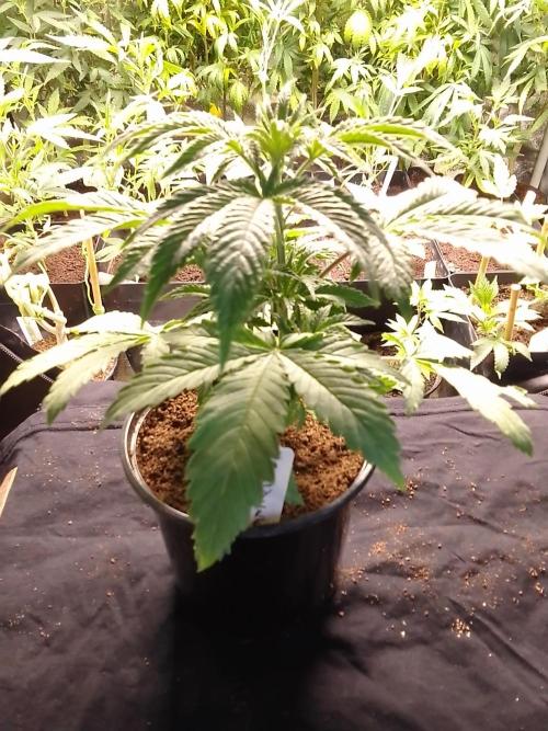 CANDY CREAM GO FAST. Week 3