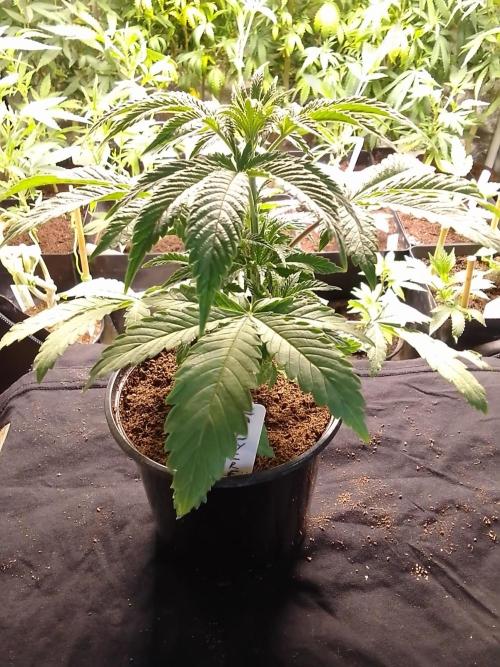 CANDY CREAM GO FAST. Week 3