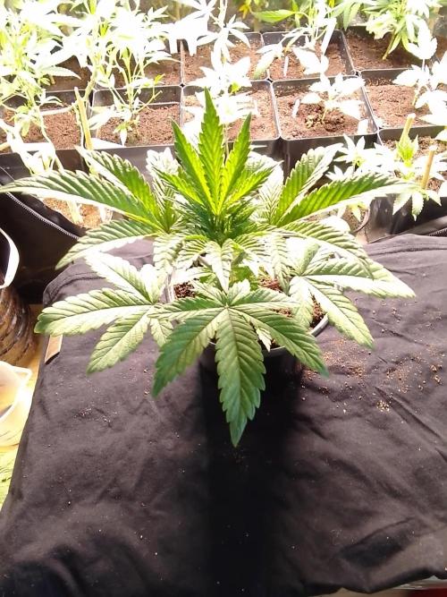 CANDY CREAM GO FAST. Week 3