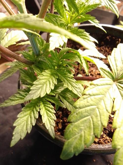 CANDY CREAM GO FAST. Week 3