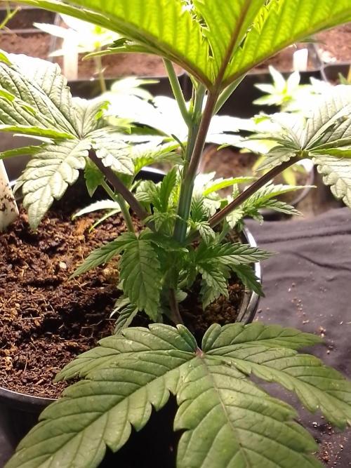 CANDY CREAM GO FAST. Week 3