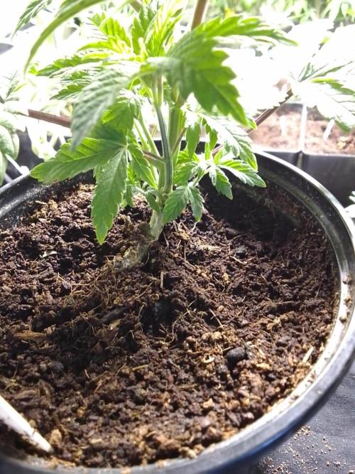 CANDY CREAM GO FAST. Week 3 - This one went sideways lol