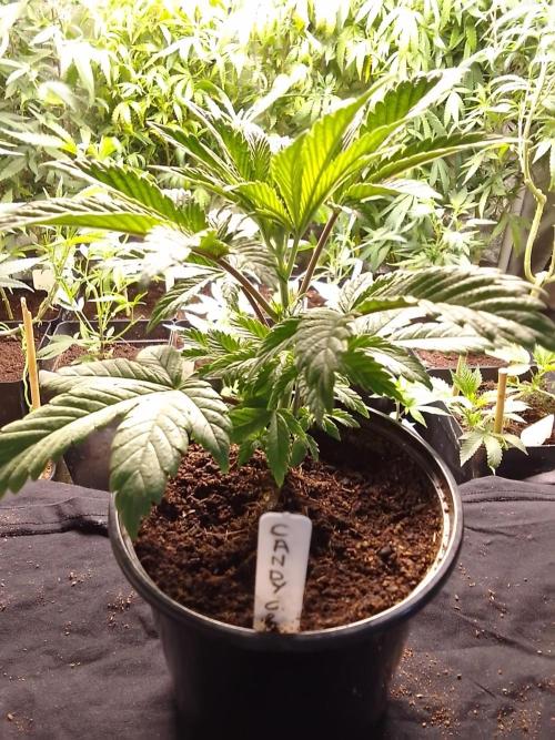 CANDY CREAM GO FAST. Week 3