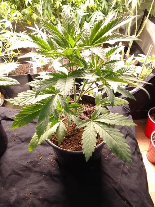 CANDY CREAM GO FAST. Week 3
