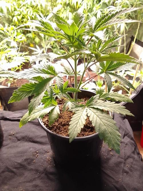 CANDY CREAM GO FAST. Week 3