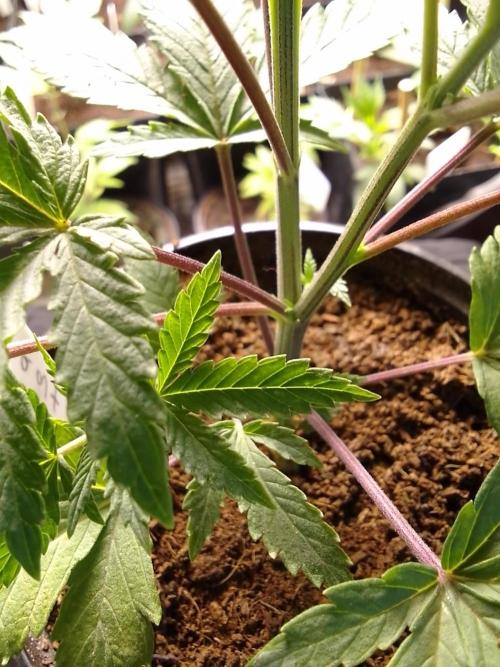 CANDY CREAM GO FAST. Week 3 - This one has split itself at the middle 