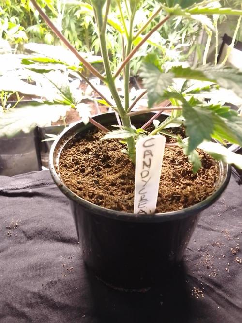 CANDY CREAM GO FAST. Week 3