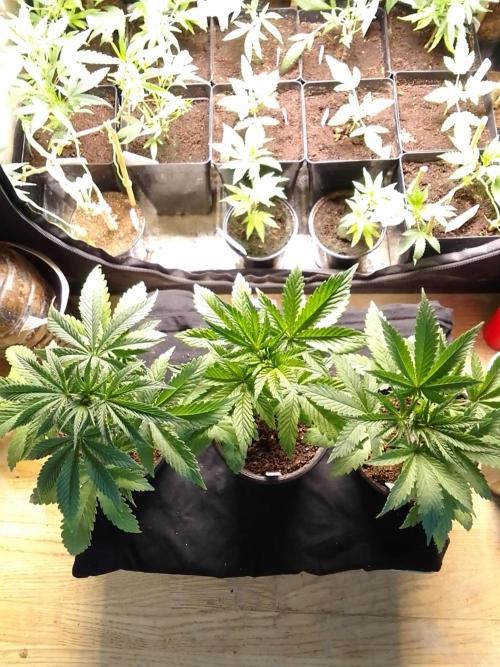 CANDY CREAM GO FAST. Week 3
