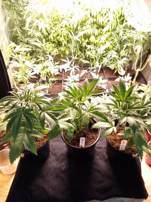 CANDY CREAM GO FAST. Week 3