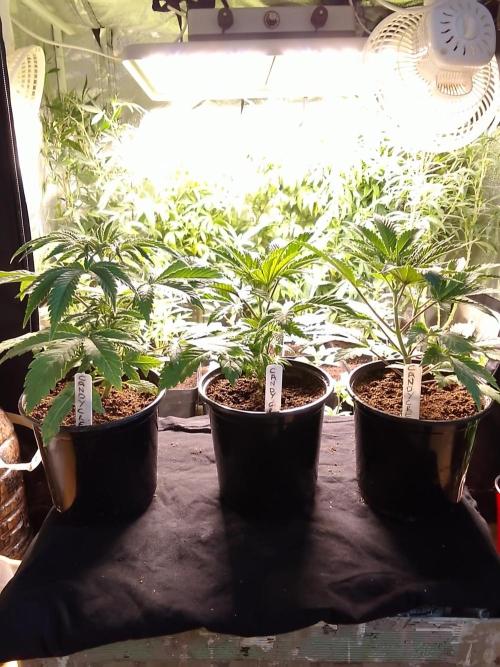 CANDY CREAM GO FAST. Week 3