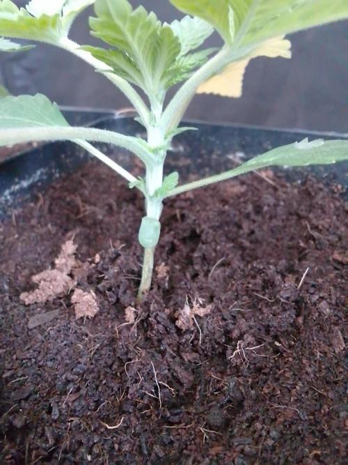 PURE SKUNK . Week 2