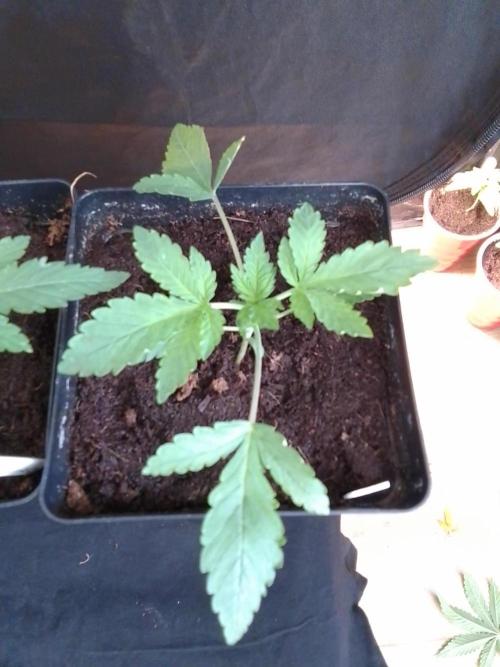 PURE SKUNK . Week 2